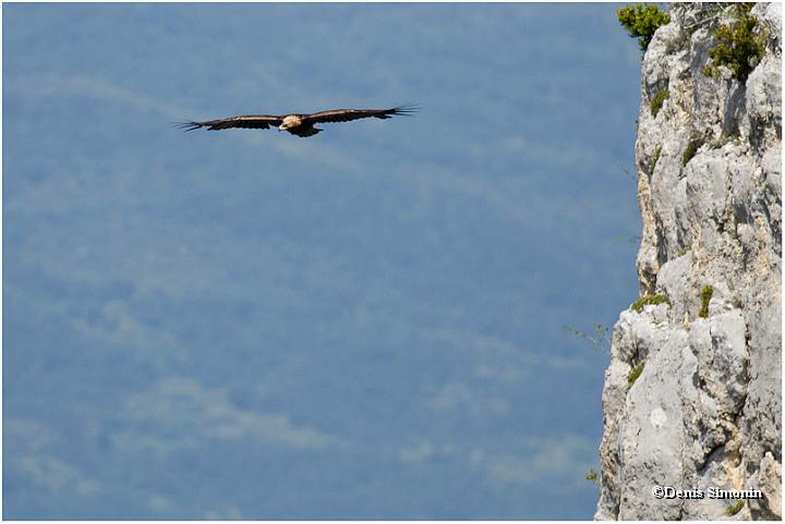 Aigle royal en vol